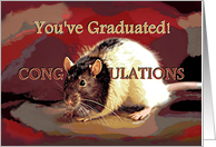 Happy Graduation Congratulations with Pet Rat Head of the Pack card