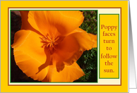 Poppy Faces Turn To Follow Sun - Congratulations on Success! -Orange flower card
