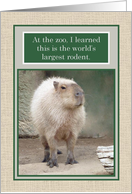 World’s Largest Rodent - Capybara Encouragement Card