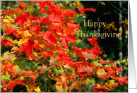 Happy Thanksgiving Red Maple Leaves card