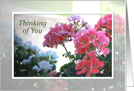 Thinking of You - floral card