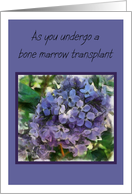 As you undergo a bone marrow transplant, with lilacs card