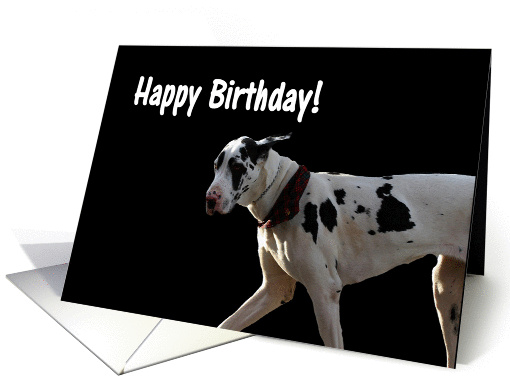 Happy Birthday Harlequin Great Dane card (854638)
