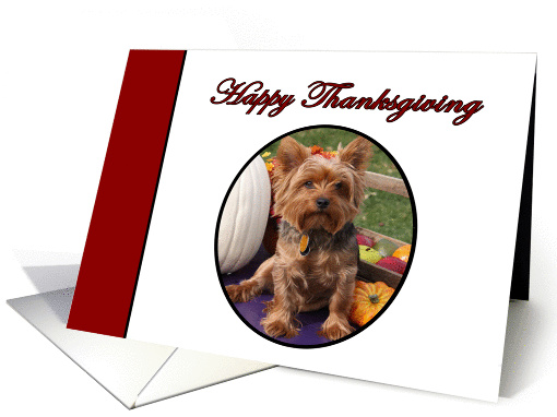 Happy Thanksgiving Yorkshire Terrier Dog with Harvest Vegetables card