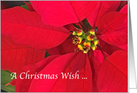 Red Pointsettia Christmas Wish Holiday Greeting card