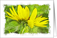 Wild Sunflower Blank Note Card