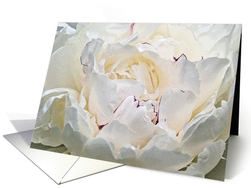 White Peony With Red Edging Blank Note card (785196)
