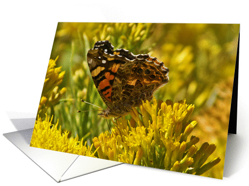 West Coast Lady Butterfly Blank Note Card Photography by... (791430)