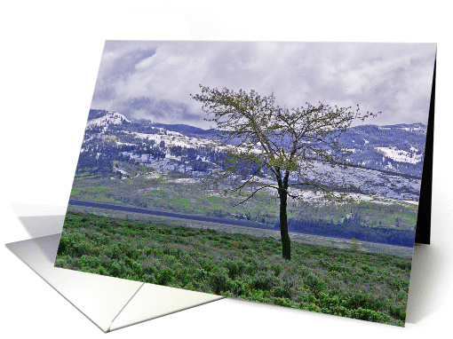 Tree And Snow Wyoming Morning Grand Teton Blank Note card (799916)
