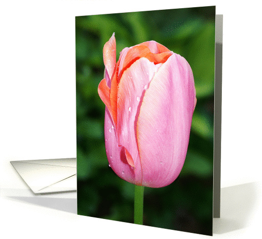 Pink And Orange Tulip With Dew Blank card (810112)