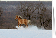 Horse - Shawnee - 2014 card