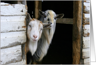 Two Curious Goats card