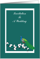 Peacock, teal wedding invitation,bird, hearts within white frame, card