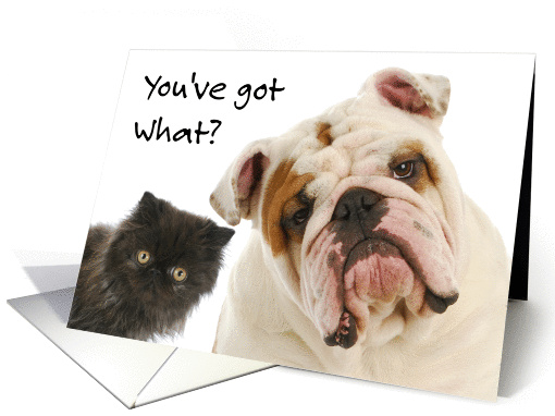 Humorous Get Well Card - Inquisitive Dog and Cat card (1256640)