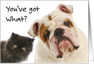 Humorous Get Well Card - Inquisitive Dog and Cat card