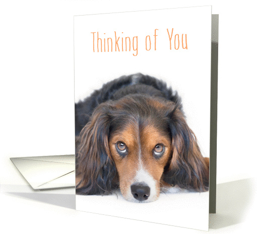 Thinking of You Card - Beautiful Dog with Soulful Eyes card (1281700)