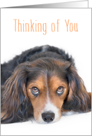 Thinking of You Card - Beautiful Dog with Soulful Eyes card