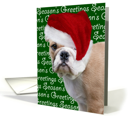 Christmas Card - English Bulldog card (1338136)