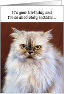 Humorous Birthday Card - Ecstatic Persian Cat card