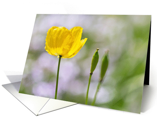 Blank Note Card - Yellow Welsh Poppy card (1381944)