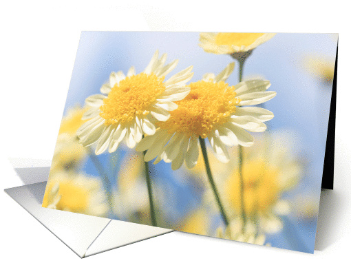 Blank Note Card - Sunlit Yellow Marguerite Daisy Flowers card