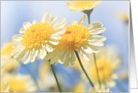 Blank Note Card - Sunlit Yellow Marguerite Daisy Flowers card
