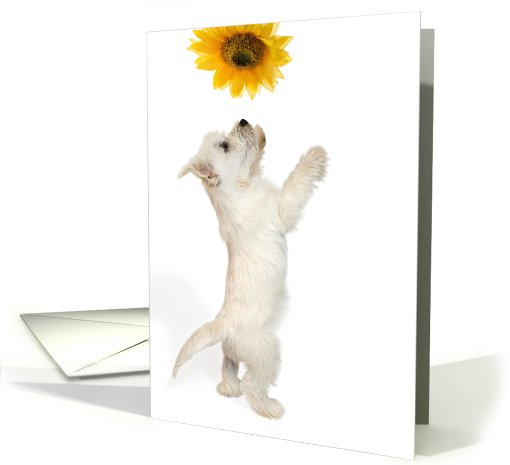 Birthday Card - West Highland Terrier Puppy and Sunflower card