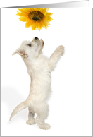 Birthday Card - West Highland Terrier Puppy and Sunflower card