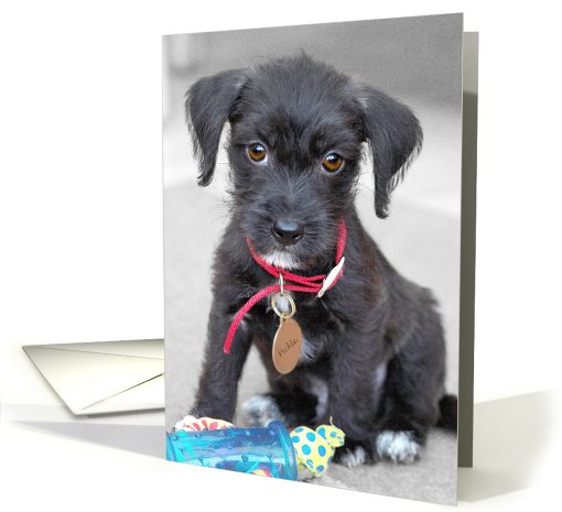 Blank Greeting Card - Cutest Tiny Pup Ever card (794228)