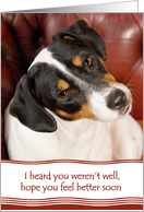 Get Well Card - Cute Jack Russell Terrier with Tilted Head card