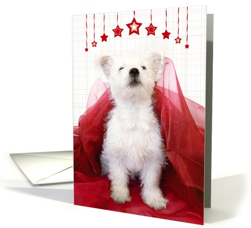 Christmas Card - West Highland Terrier Puppy Looking Up card (809134)