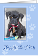 Birthday Card - Cutest Tiny Pup Ever - Blue card