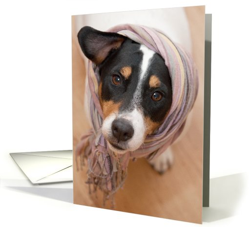 Birthday Card - Cute Jack Russell Dog Wearing Headscarf card (816987)
