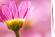 Blank Greeting Card - Gentle Floral in Pink card
