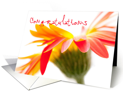 Congratulations Card - Crazy Flower card (832226)