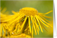 Blank Greeting Card - Yellow Flowing Floral card