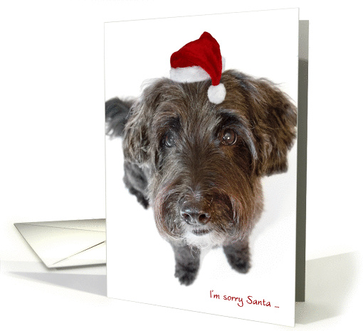 Humorous Christmas Card - Apologetic Dog in Tiny Santa Hat card