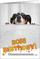 Boss Humorous Birthday Card - Dog Peeking Over Table card