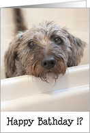 Humorous Birthday Card - Dog in Bath card