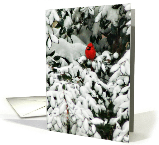 Christmas Cardinal in Camillia Tree card (865880)