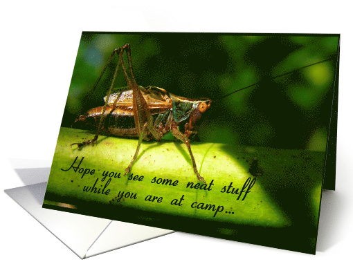 Hope You See Neat Stuff at Camp - Humorous card (842682)