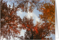 Religious Inspiration Birthday, Fall Trees and Sky card