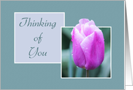 Thinking of You - Pink Tulip In The Rain card