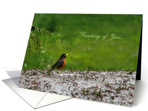 Thinking of You - Little Red Breasted Robin On A Rainy Day card