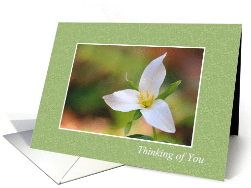 Thinking of You Trillium White Flower card (839583)