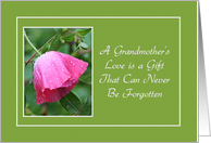 Encouragement - Grandmother’s Love - Pink Poppy card