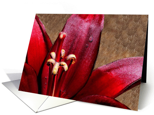 A Beautiful Red Lily With Raindrop Photograph For Any Occasion card