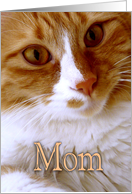 Happy Mother’s Day - Sweet Cat card