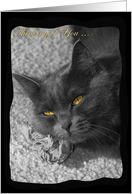 Thinking of You-Grey Cat card