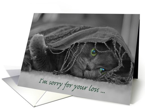 Loss of Cat Sympathy-Cat card (874795)